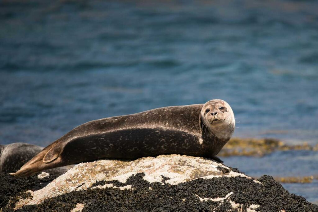 Seals on the journey to Staffa in Scotland.