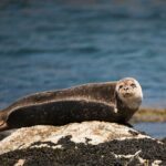 Seals on the journey to Staffa in Scotland.
