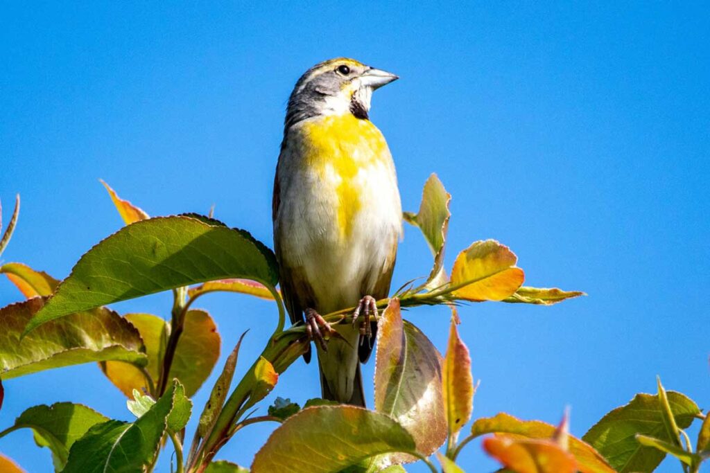 Birdlife in Shelby Farms Park, Memphis.