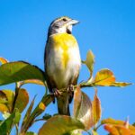 Birdlife in Shelby Farms Park, Memphis.