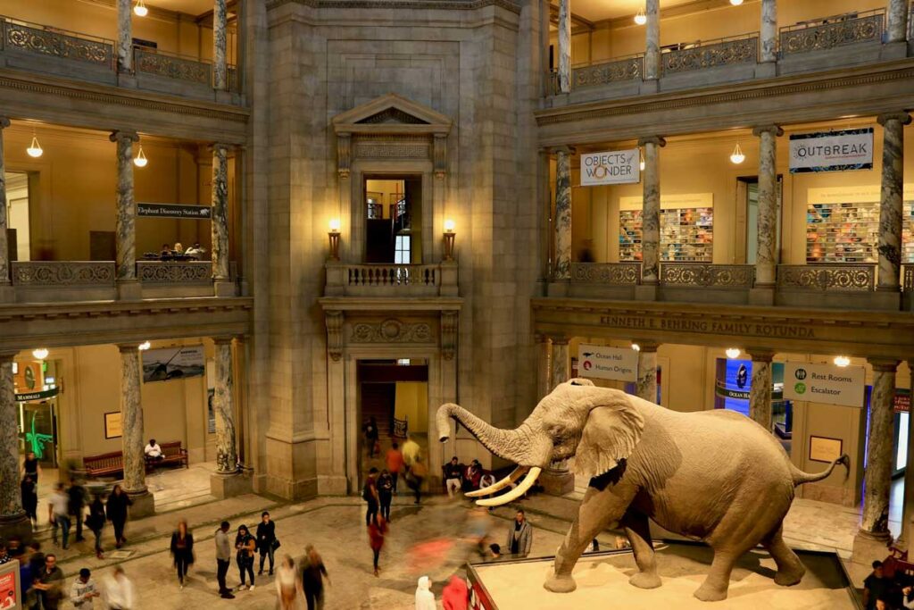 The Smithsonian National Museum of Natural History in Washington DC.