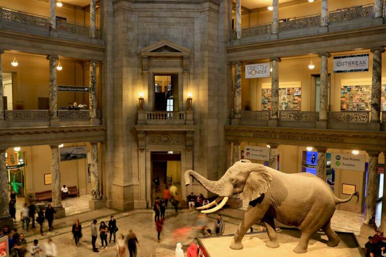 The Smithsonian National Museum of Natural History in Washington DC.