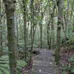 A forest track on Tiritiri Matangi, New Zealand.