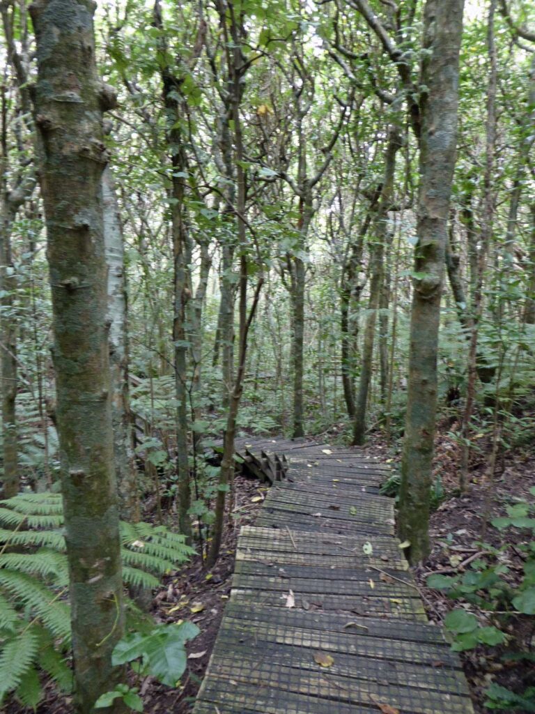 A forest track on Tiritiri Matangi, New Zealand.