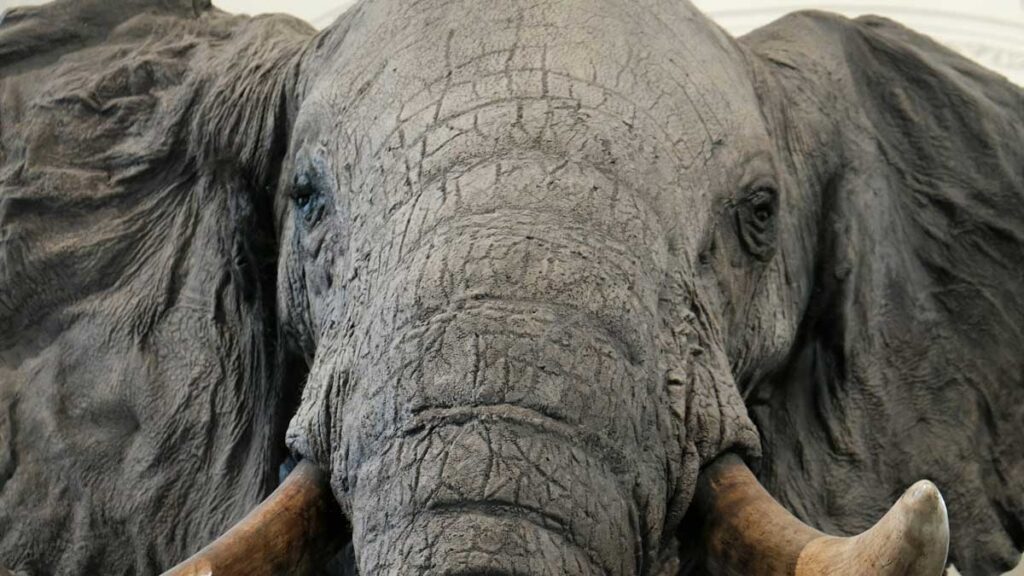 An elephant at the AfricaMuseum in Tervuren, Belgium.