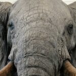 An elephant at the AfricaMuseum in Tervuren, Belgium.
