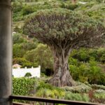 El Drago in Icod de los Vinos, Tenerife.