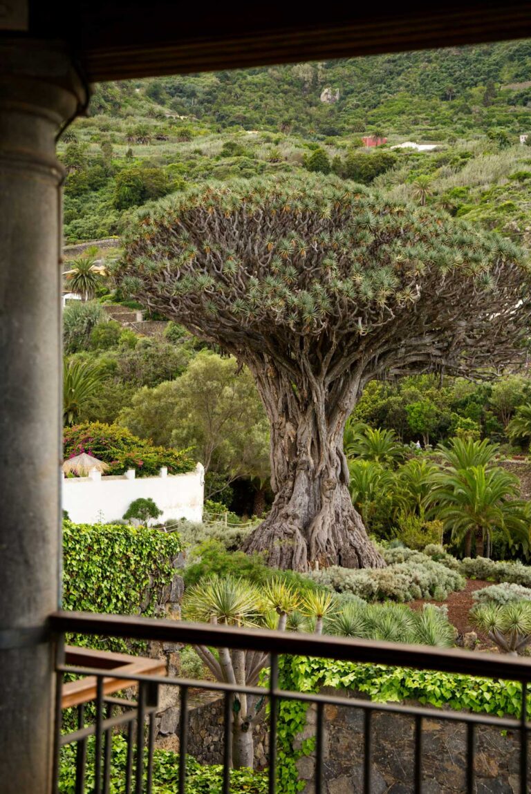 El Drago in Icod de los Vinos, Tenerife.