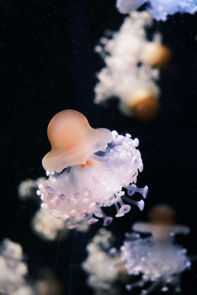 Inmates at the Aquarium of Genoa in Liguria, Italy.