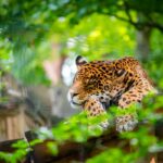 A sleeping leopard at Beauval Zoo, France.