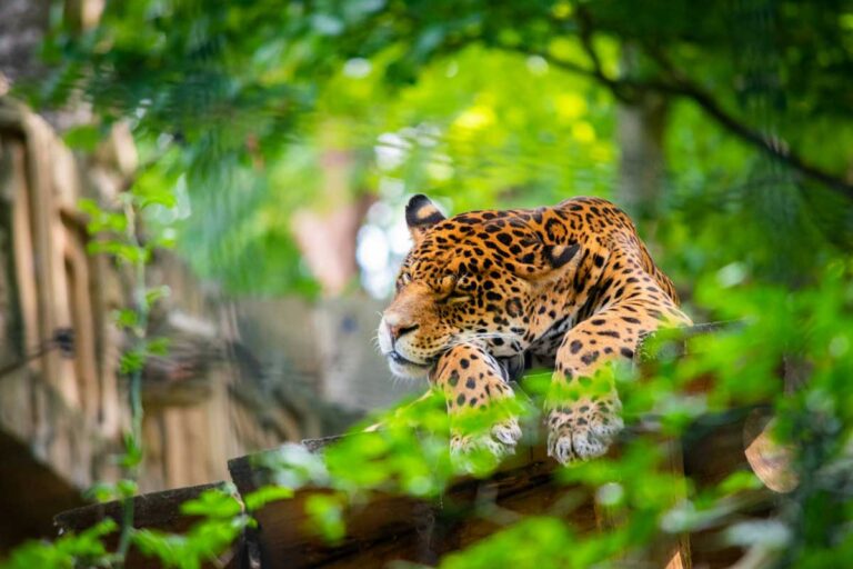 A sleeping leopard at Beauval Zoo, France.