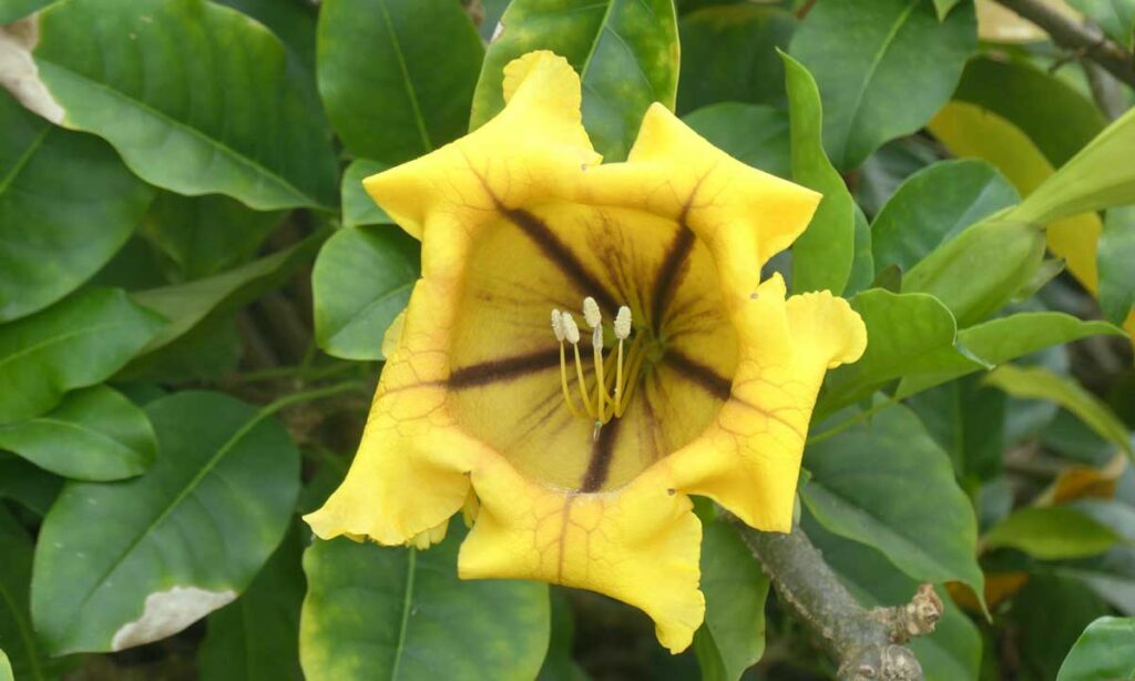 A yellow flower inside the Madeira Botanical Garden, Funchal.