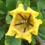 A yellow flower inside the Madeira Botanical Garden, Funchal.