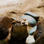 Otters at Santa Barbara Zoo in Santa Barbara, California.