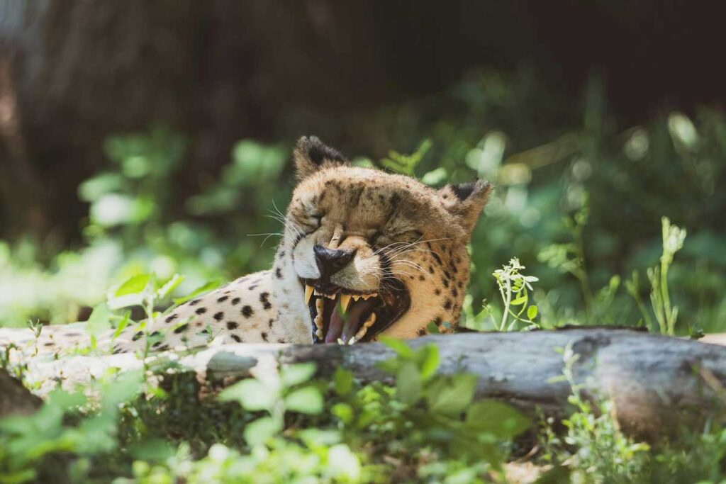 A cheetah at Saint Louis Zoo.