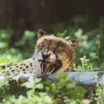 A cheetah at Saint Louis Zoo.