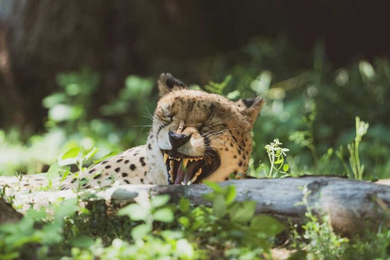 A cheetah at Saint Louis Zoo.