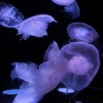 Jellyfish at the Aquarium of the Pacific in Long Beach, California.