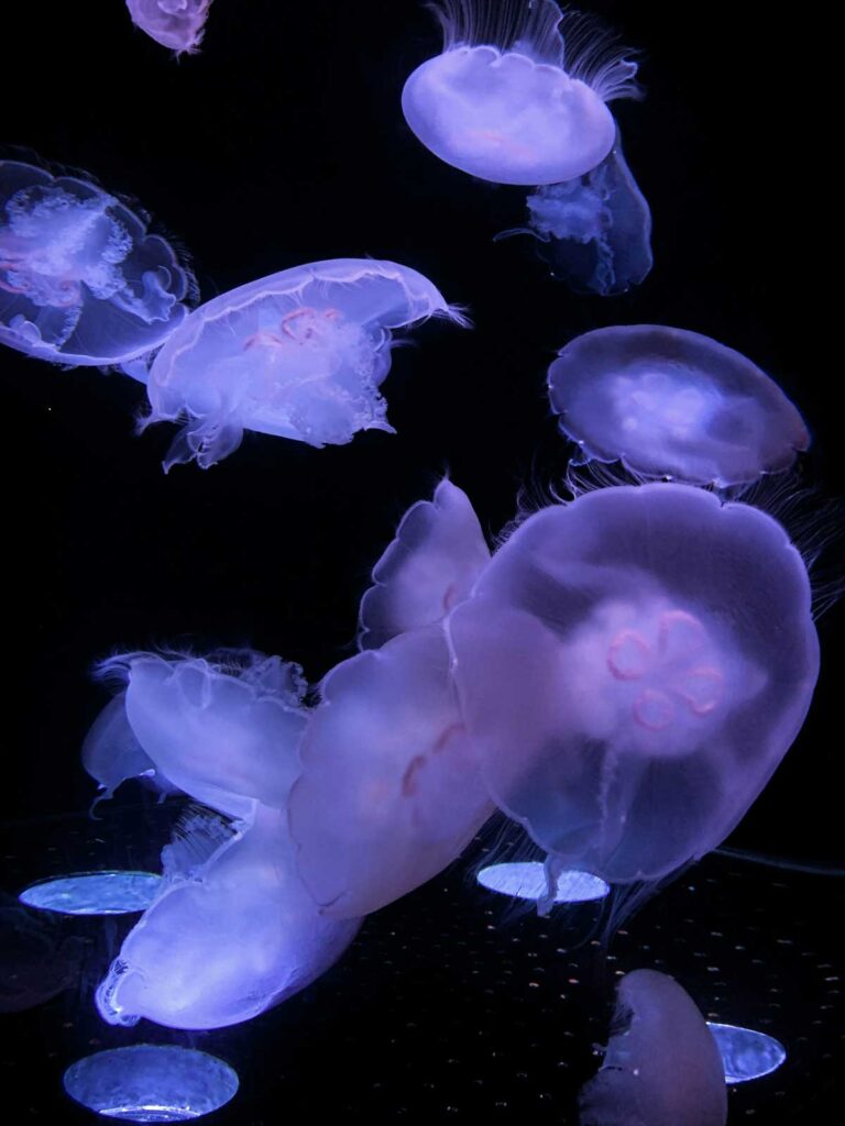 Jellyfish at the Aquarium of the Pacific in Long Beach, California.