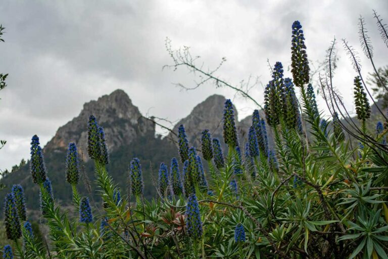 Jardines de Alfabia in Mallorca, Spain.