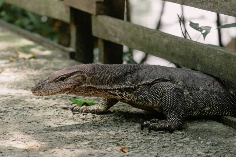 One of the locals at the Sungei Buloh Wetland Reserve in Singapore.
