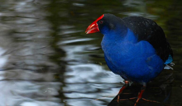A pukeko at Willowbank Wildlife Reserve, Christchurch.