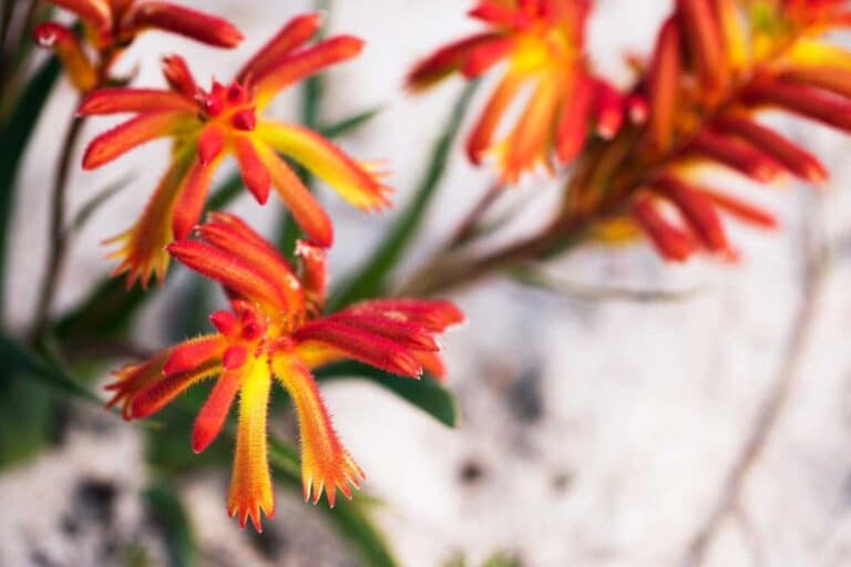 Wildflowers in Lesueur National Park, Western Australia.