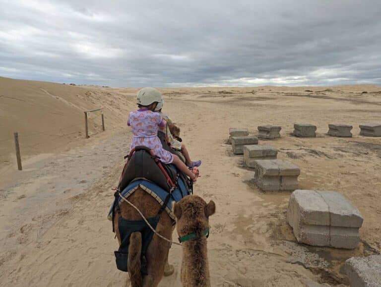 Camel-riding on Birubi Beach, Port Stephens.