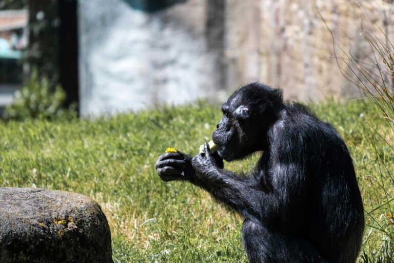 A chimp at Wellington Zoo, New Zealand.